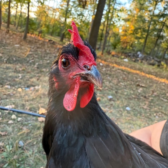 Chicken Snacks - Picture 3 of 7